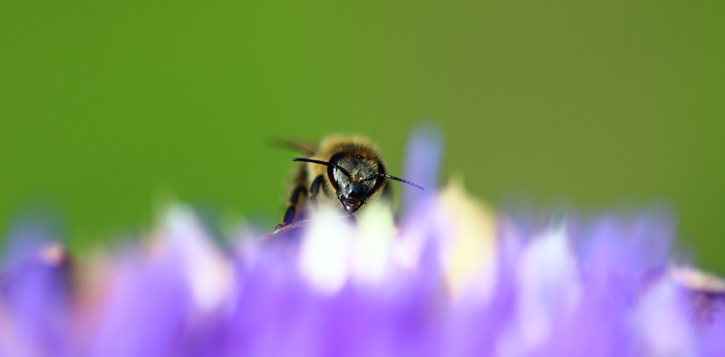 Vortrag: "Wildbienen - Nisthilfen und ihre Bewohner" - am 29. Mai 2026 - 15.00 - 16.30 Uhr im Almblick (Vereinshaus KGV-Schloßhof e.V.) - Foto: Benedikt Gerharz