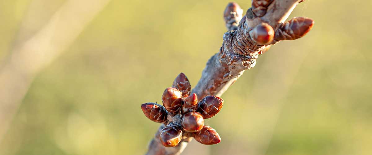 Obstbaumschnitt am 21. Februar 2026